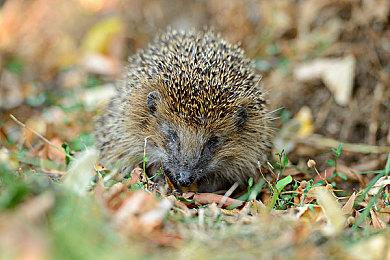 《超级忍》系列×Yuuki Kikuchi老师联动四格漫画将在世嘉官方微博开启连载